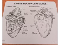 Hart hond, met hartworm