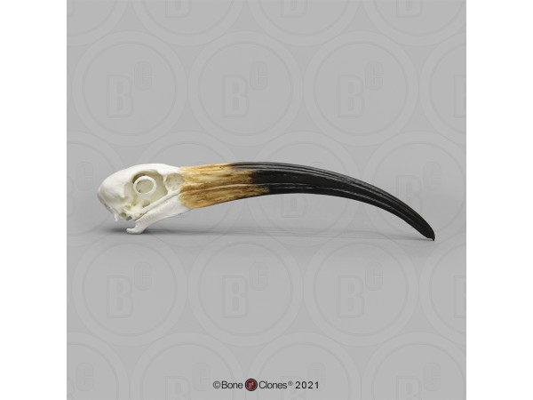 Heilige Ibis Schedelmodel