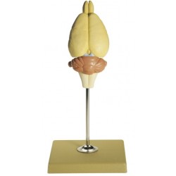 Hersenen Rat Model Hersenen Rat Model