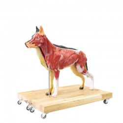 Hond Model, 11-delig Hond Model, 11-delig