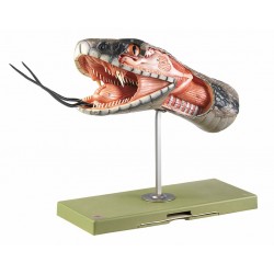 Hoofd van Giftige Slang Model