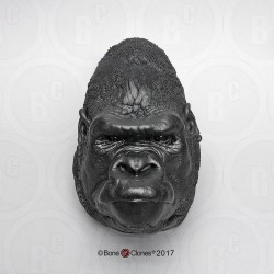 Hoofd Gorilla Model, mannelijk
