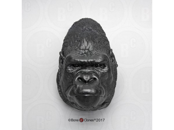 Hoofd Gorilla Model, mannelijk