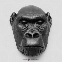 Hoofd Gorilla Model, vrouwelijk