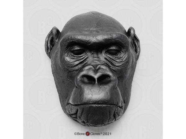 Hoofd Gorilla Model, vrouwelijk