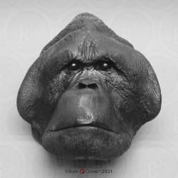 Hoofd Orang-Oetan Model Hoofd Orang-Oetan Model