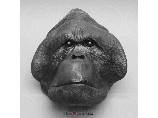 Hoofd Orang-Oetan Model