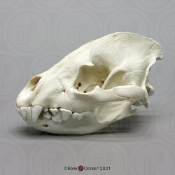 Hyena Schedelmodel