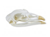 Kalkoen Schedelmodel
