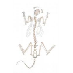 Kat Skeletmodel, ontleed Kat Skeletmodel, ontleed