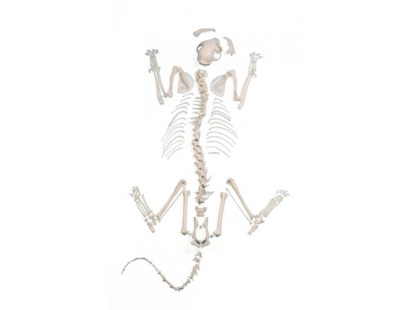 Kat Skeletmodel, ontleed