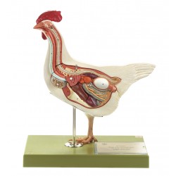 Kip (hen) model