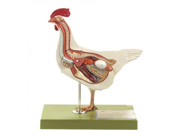 Kip (hen) model