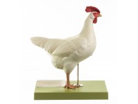 Kip (hen) model