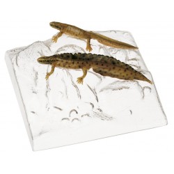 Kleine Watersalamander Modellenset