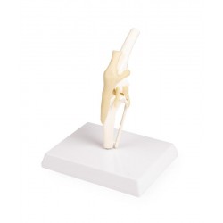 Knie Model Hond met Ligamenten