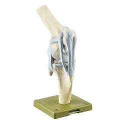 Kniegewricht Model Paard