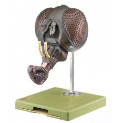 Kop van een Vlieg Model