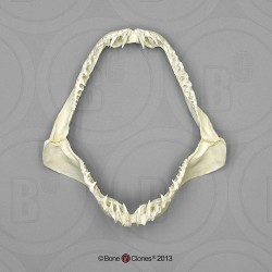 Kortvinmakreelhaai Kaak Model