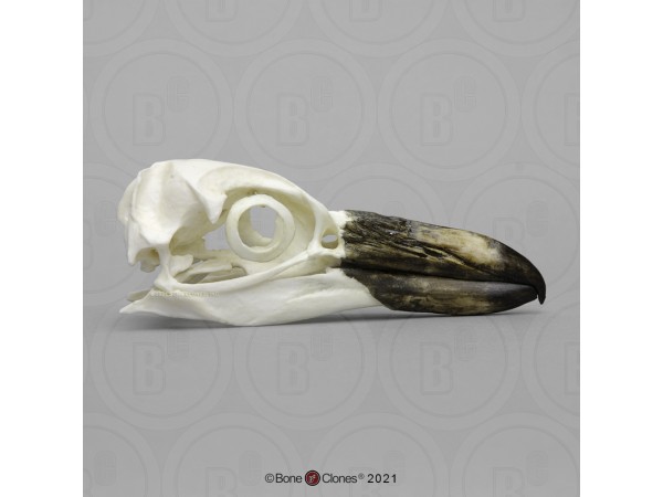 Magelhaenpinguin Schedelmodel