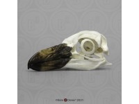 Magelhaenpinguin Schedelmodel