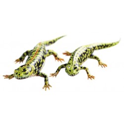 Marmersalamander Modellenset