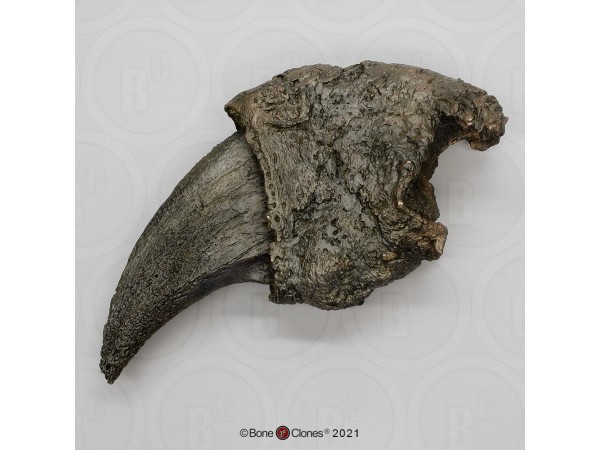 Megatherium Klauw