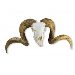 Merinoschaap Schedelmodel met Hoorns