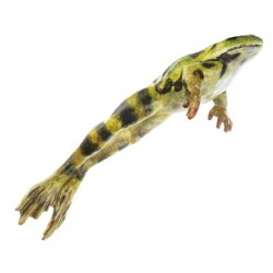 Model Middelste Groene Kikker, springend