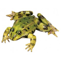 Middelste Groene Kikker Model