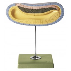 Model Jonge Larve Lancetvisje