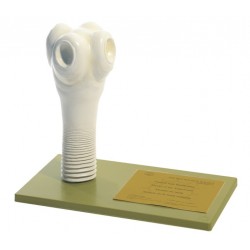 Model Kop Runderlintworm