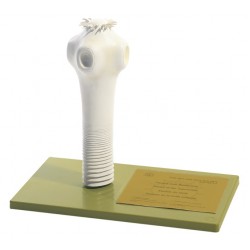 Model Kop Varkenslintworm