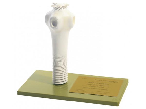 Model Kop Varkenslintworm