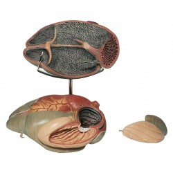 Model Maag van de Koe