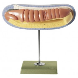 Model Oudere Larve Lancetvisje