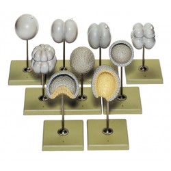 Modellenset Splitsing en Gastrulatie Lancetvisje