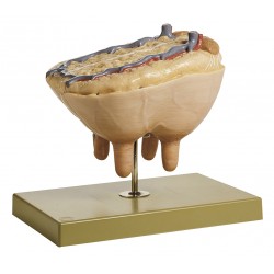 Model Uier van de Koe