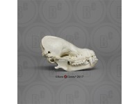 Myotis Velifer Schedelmodel