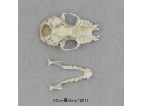Myotis Velifer Schedelmodel