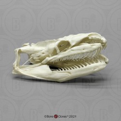 Netpython Schedelmodel