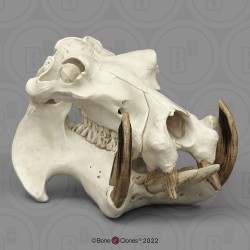 Nijlpaard Schedel Model