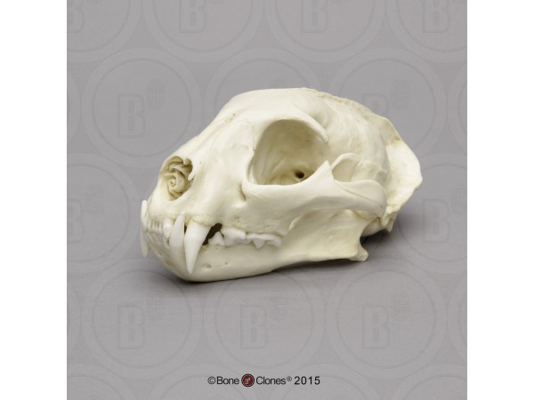 Ocelot Schedelmodel