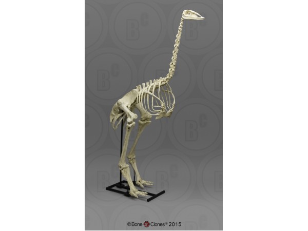 Olifantsvogel Skelet Model