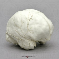 Orang Oetan Endocast