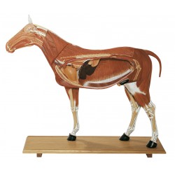 Paard Model 