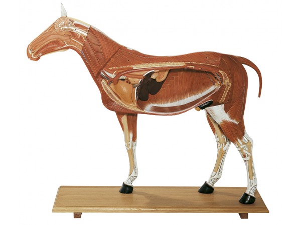 Paard Model 