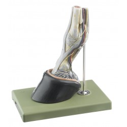 Paarden Hoef met Ligamenten, Bloedvaten en Zenuwen Model