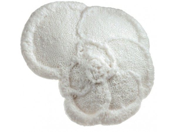 Plankton Model Plankton Model