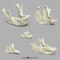 Primaten Gebit Set, 5-delig